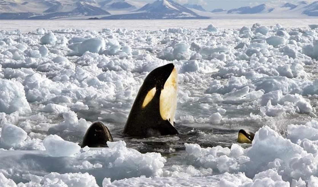 فیلم| گرفتار شدن 10 نهنگ قاتل در میان یخ های شناور