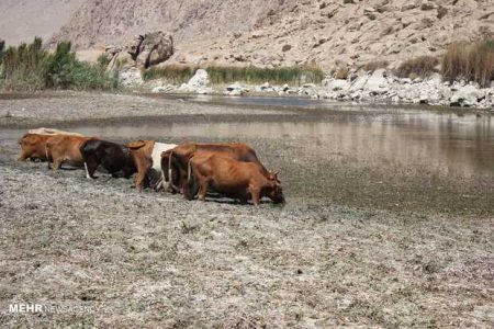 جان دوباره بر تن خشکیده «هشیلان»/بازگشت پرندگان - خبرگزاری خبر نو | اخبار ایران و جهان