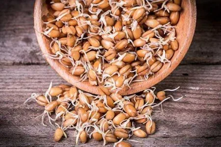 جوانه گندم برای عروس هلندی