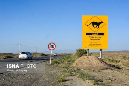 آخرین وضعیت ساماندهی جاده مرگ یوزپلنگ ها