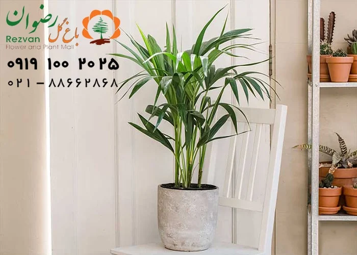 چرا تمیز کردن برگ گیاهان آپارتمانی مهم است؟
